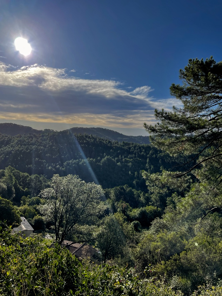 Shinrin Yoku Ambiance